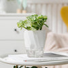 Self Watering Pot