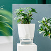 Self Watering Pot